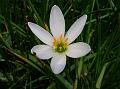 White Rain Lily